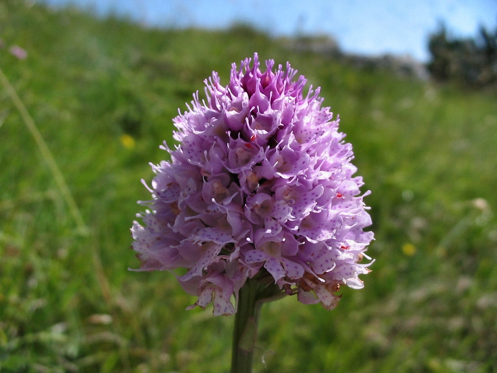 Dactylorhiza maculata subspp.fuchsii: omaggio floreale
